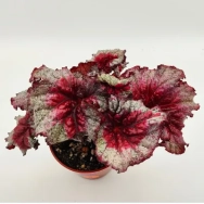 Beg. Harmonys Baby Dragon Heart
