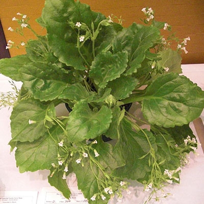 Chiritopsis repanda v. guilenenis