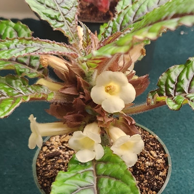 Nautilocalyx forgettii