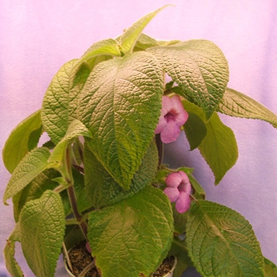 Nautilocalyx Robert E Lee