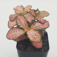 Fittonia a.v. 'Mini Pink'