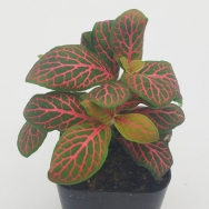 Fittonia a.v. 'Mini Red'