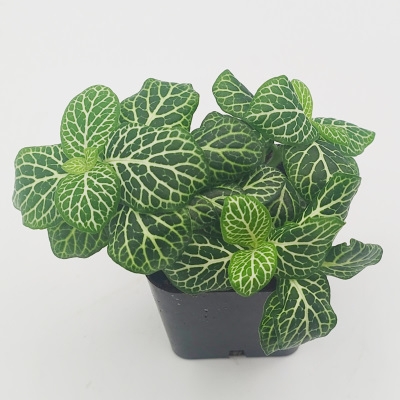 Fittonia a.v. 'Mini White'
