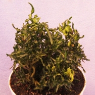 Hedera h. Little Witch