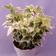 Hedera h. Silver King