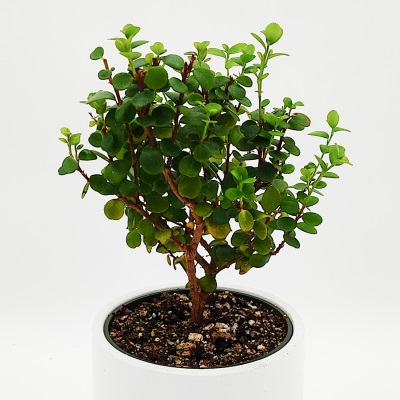 Myrsine africana