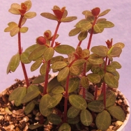 5 Terrarium Plants