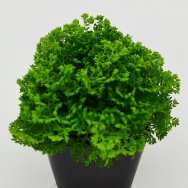 Selaginella kr. brownii