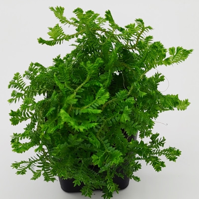 Selaginella caulescens