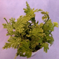 Selaginella posada