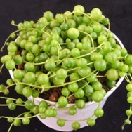 Senecio rowleyanus