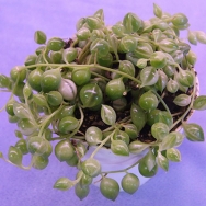 Senecio r. variegated