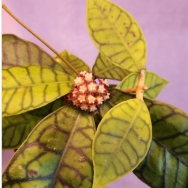 callistophylla