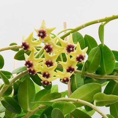 cummingiana