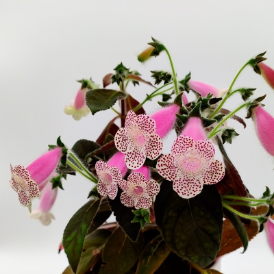 HCY's Jardin De Monet