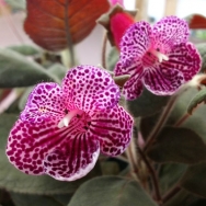 HCY's Rainbow Ribbon