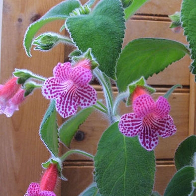 Peridots Nellie Sleeth