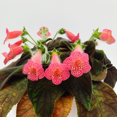 Peridots Mango Martini