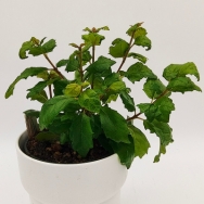 Bellonia spinosa