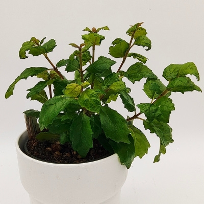 Bellonia spinosa