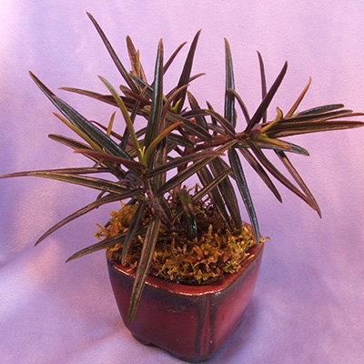 3 Mini Gesneriads