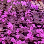 Mini Violets in bloom