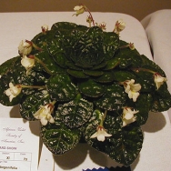 begoniifolia