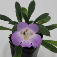 shouchengensis
