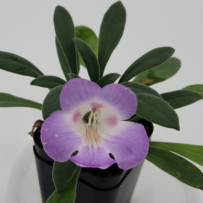 shouchengensis