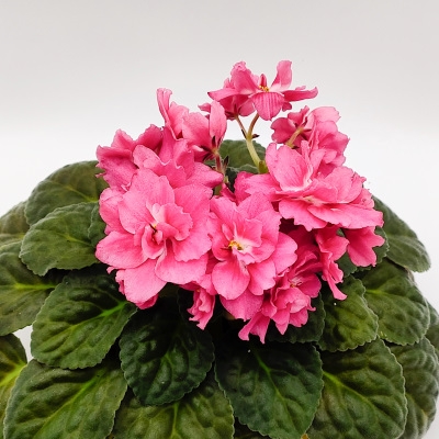 RM Light of Rising Sun