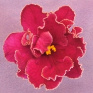 LE Paulina Viardot