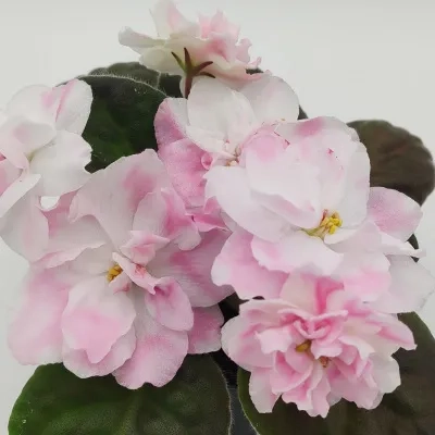 LiK Labyrinths of Soul