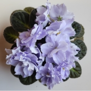 Rm Blue Sky - The Violet Barn - African Violets And More