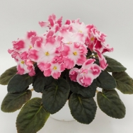 RM Fragrance of Summer