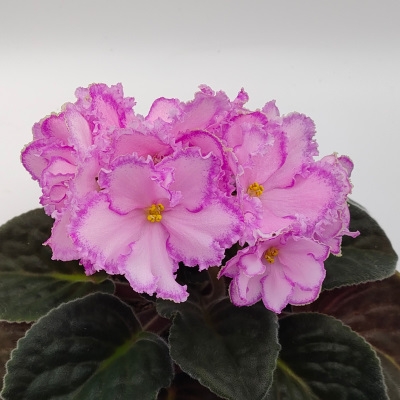 RS Mother's Daughter