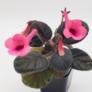 Sin. Ozark Doris Fay