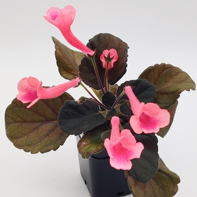 Sin. Fu's Orange Word