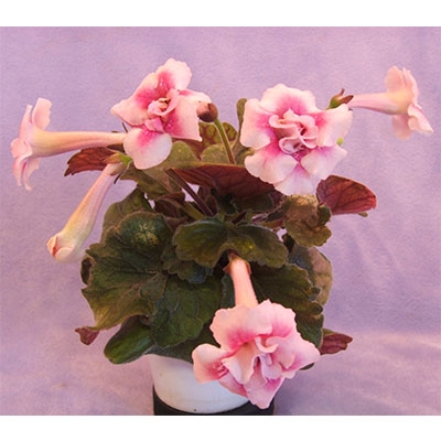 Sin. Formosa Utter Innocence