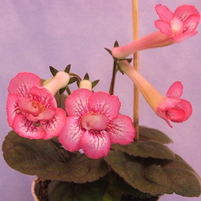 Sin. HL's Double Dilly