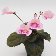 Sin. Nora's True Love