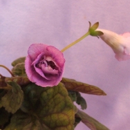 Sin. Ozark Double Snowrose