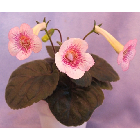 Sin. Ozark Pink Popcorn