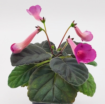 Sin. Ozark Rosy Cheeks