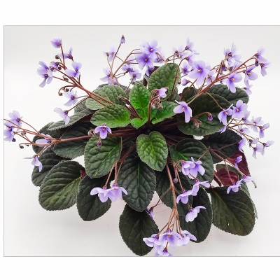 S grandifolia #237