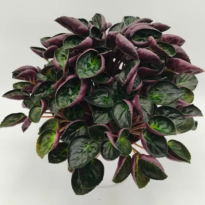 S mag occidentalis Mather #12