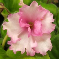 Ma's Pink Pistol