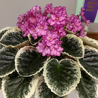 Buckeye Cranberry Sparkler