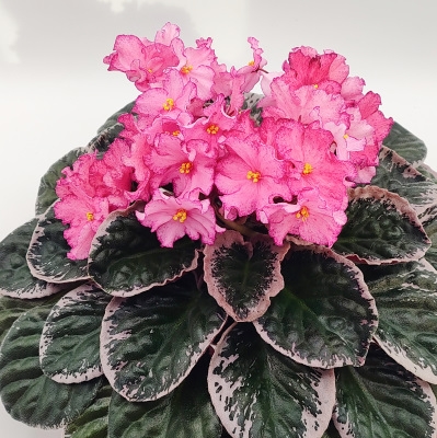 Buckeye Extravaganza