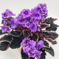 Buckeye Love's Reflection