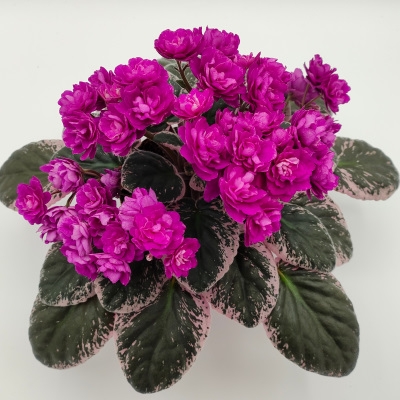 Cajuns Hot Expectations